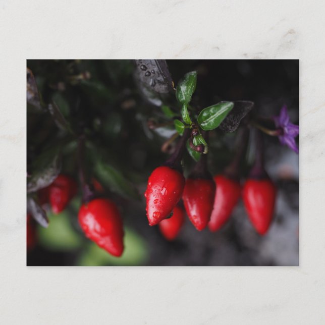 Carte Postale Des Red Hot Garden Salsa Chili Peppers. (Devant)