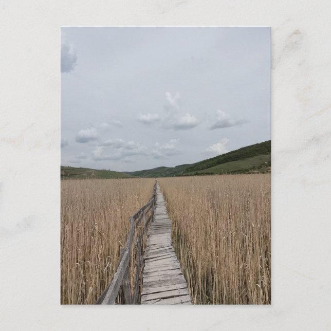 Carte Postale Des roseaux dans un marais en Roumanie (Devant)