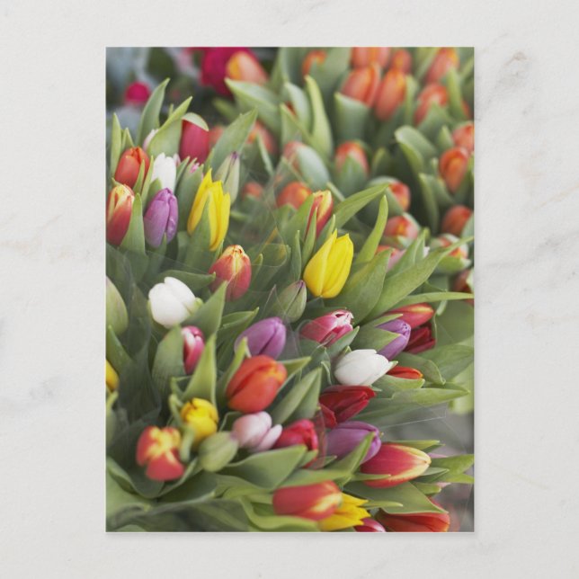 Carte Postale Des tas de tulipes colorées (Devant)