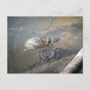 Carte postale des tortues de rivière