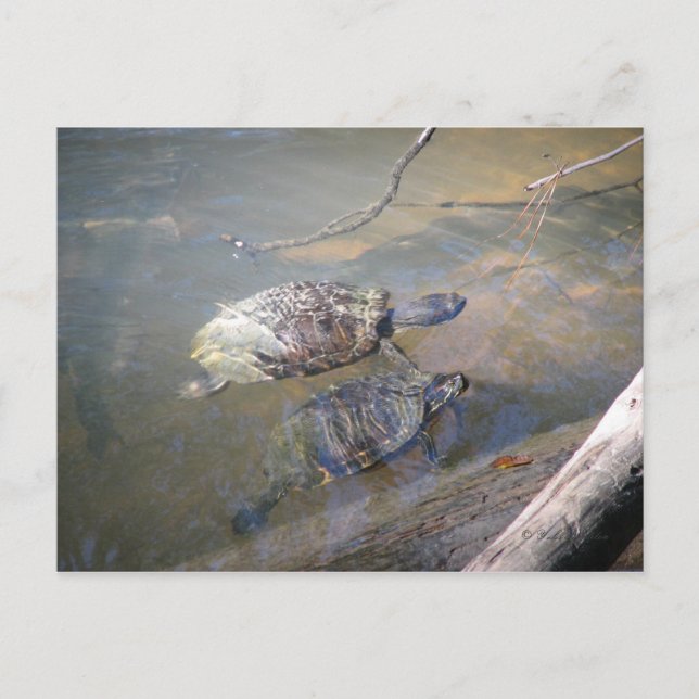 Carte postale des tortues de rivière (Devant)