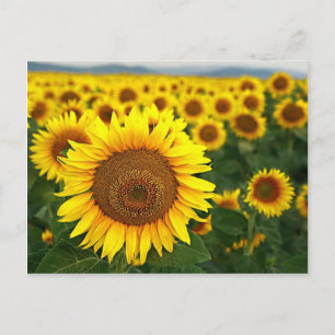 Carte postale des tournesols d'été