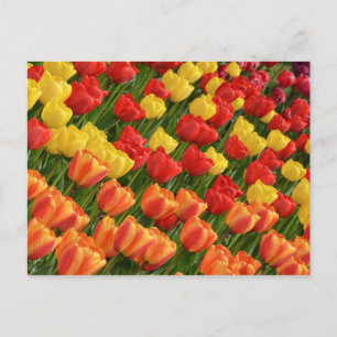 Carte postale des tulipes à ressort colorées