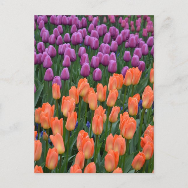 Carte postale des tulipes à ressort orange et viol (Devant)