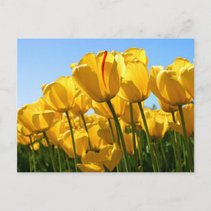 carte postale des tulipes jaunes