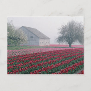 Carte Postale Des tulipes rouges et roses saluent la journée par