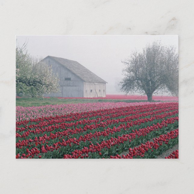 Carte Postale Des tulipes rouges et roses saluent la journée par (Devant)