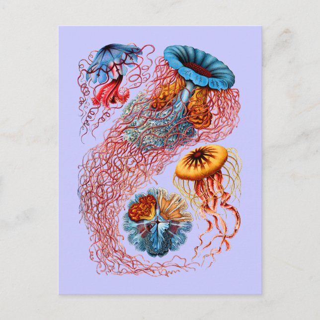 Carte Postale Désamorcer (Devant)