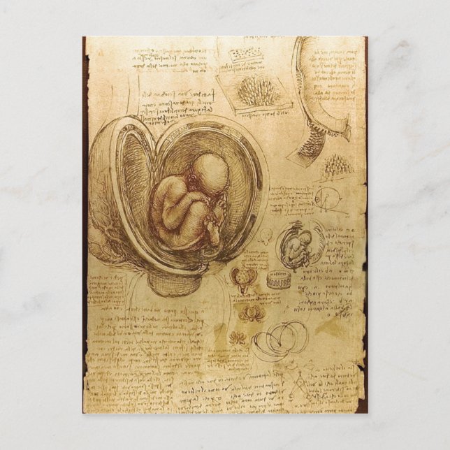 Carte Postale Description Études des Embryons Leonardo da Vinci  (Devant)