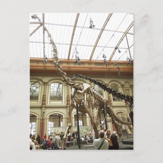 Carte Postale Description Musée d'histoire naturelle de Berlin : (Devant)