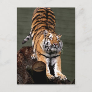 Carte Postale Description Panthera tigris altaica, Aalborg Zoo,