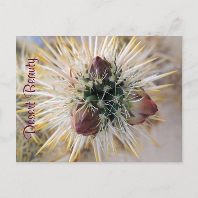 Carte Postale Desert beauty (Devant)