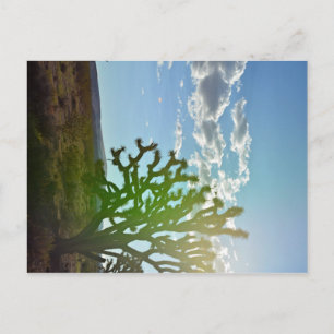 Carte Postale Desert beauty