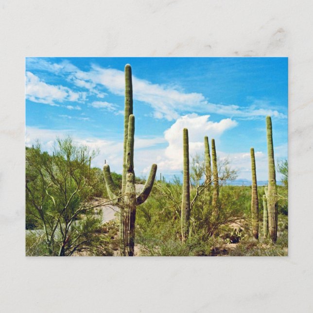 Carte Postale Desert Cactus Arizona (Devant)