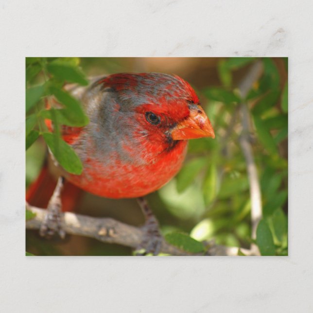 Carte Postale Desert Cardinal (Devant)