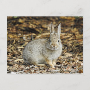 Carte postale Desert Cottontail