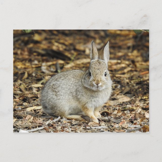Carte postale Desert Cottontail (Devant)
