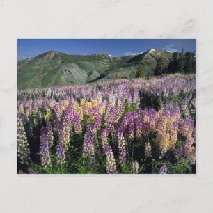 Carte Postale DÉSERT DE JARBIDGE, NEVADA. États-Unis. Lupin éper