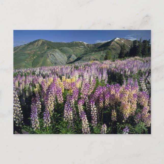 Carte Postale DÉSERT DE JARBIDGE, NEVADA. États-Unis. Lupin éper (Devant)