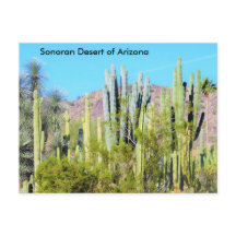 Désert de Sonoran en Arizona