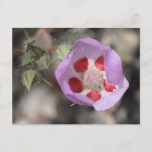 Carte postale Desert Five Spot