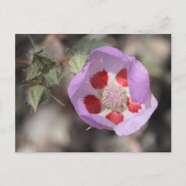 Carte postale Desert Five Spot (Devant)