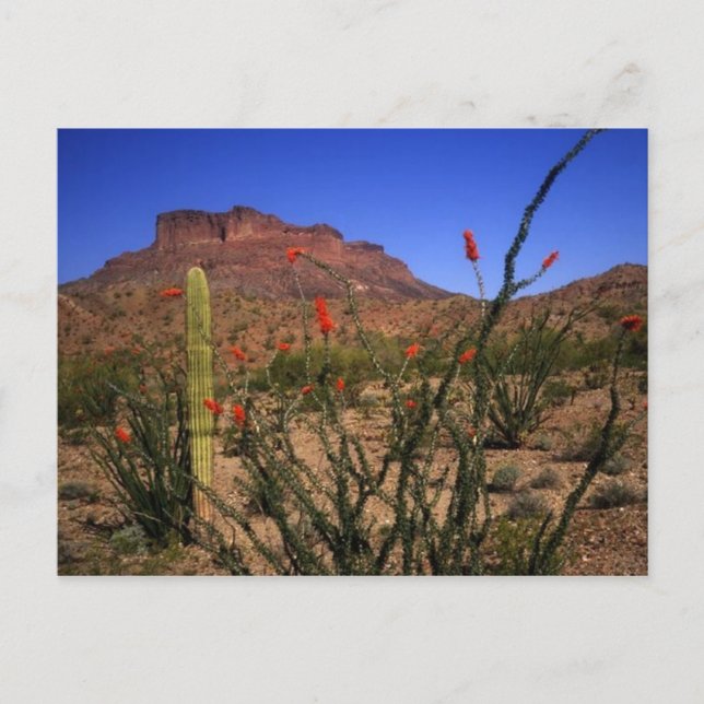 Carte Postale Désert Paysage (Devant)