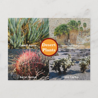 Carte Postale Desert Plants Postcard