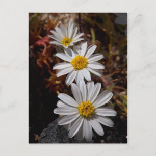 Carte Postale Desert Star Wildflowers