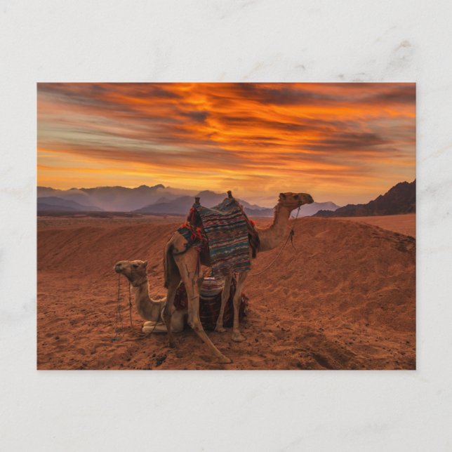 Carte Postale Deserts | Bactrian Camel Egypt Sand Dune (Devant)