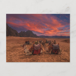 Carte Postale Deserts   Camels Sinai Mountains Egypt