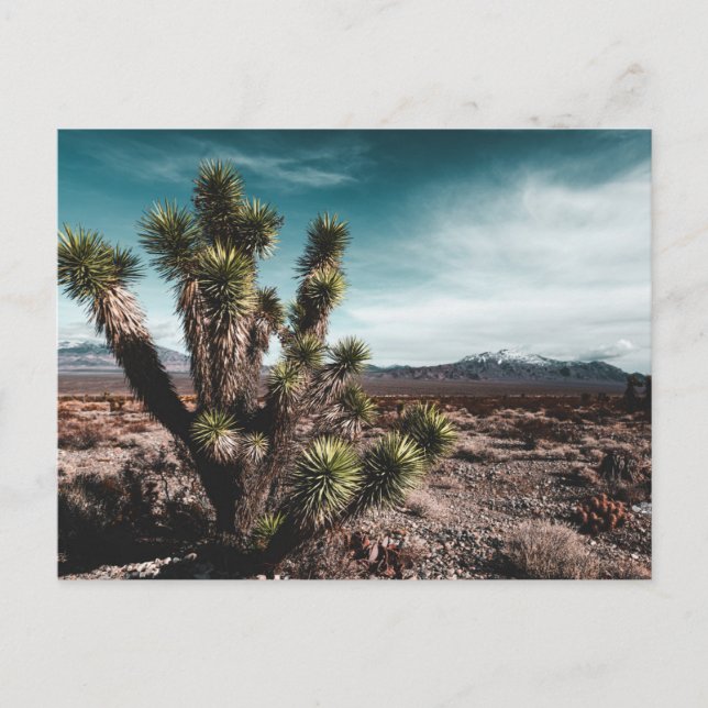 Carte Postale Deserts | Cholla (Devant)