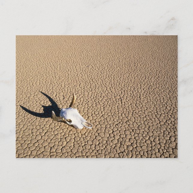 Carte Postale Deserts | Cow Skull on the Desert Ground (Devant)