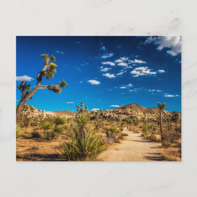 Carte Postale Deserts | Joshua Tree National Park (Devant)