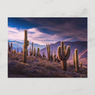 Carte Postale Déserts | Paysage de cactus Argentine
