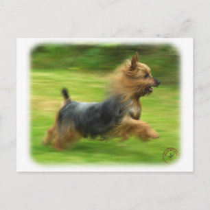 Carte Postale Design australien Silky Terrier