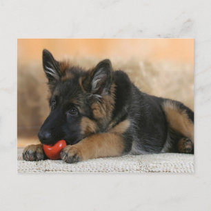 Carte Postale Design berger allemand chien