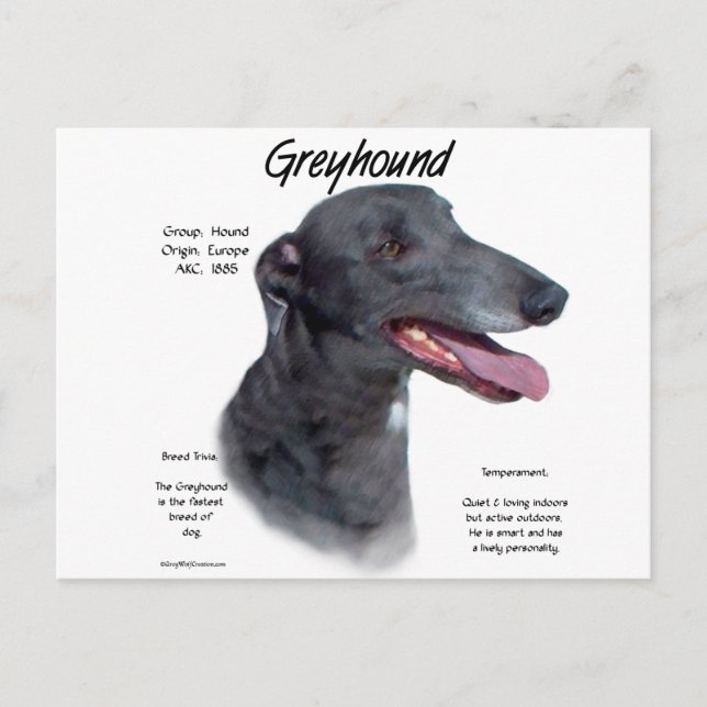 Carte Postale Design d'histoire Greyhound (Devant)