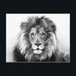 Carte Postale Design Lion<br><div class="desc">Carte postale de bonne qualité avec image Lion. Tous les bénéfices de vente sont donnés au,  Guardians Of African Organisation. Devenez soldat dans notre mission pour aider à sauver l'avenir de notre faune africaine avec chaque achat que vous faites.</div>