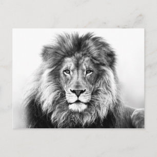 Carte Postale Design Lion