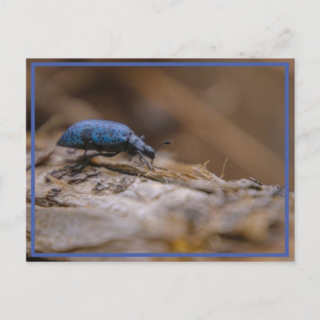Carte Postale Désolé de vous avoir BOGUÉ ! (Devant)
