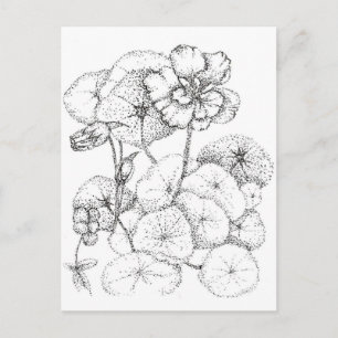 Carte Postale Dessin à la plume et à l'encre de fleur de capucin
