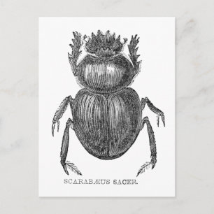 Carte Postale Dessin à la plume et à l'encre de Scarabée vintage