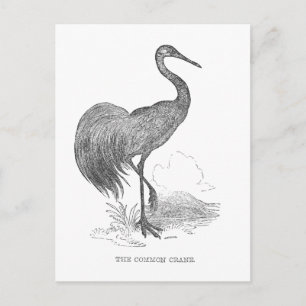 Carte Postale Dessin à la plume et à l'encre d'un oiseau grue vi
