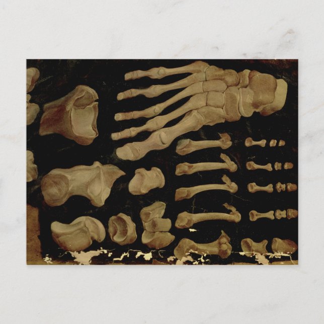 Carte Postale Dessin anatomique des os du pied (Devant)