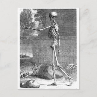 Carte Postale dessin anatomique vintage, vue latérale, squelette