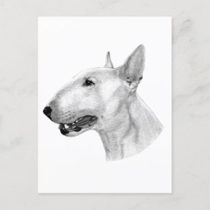 Carte Postale dessin au crayon Bull Terrier