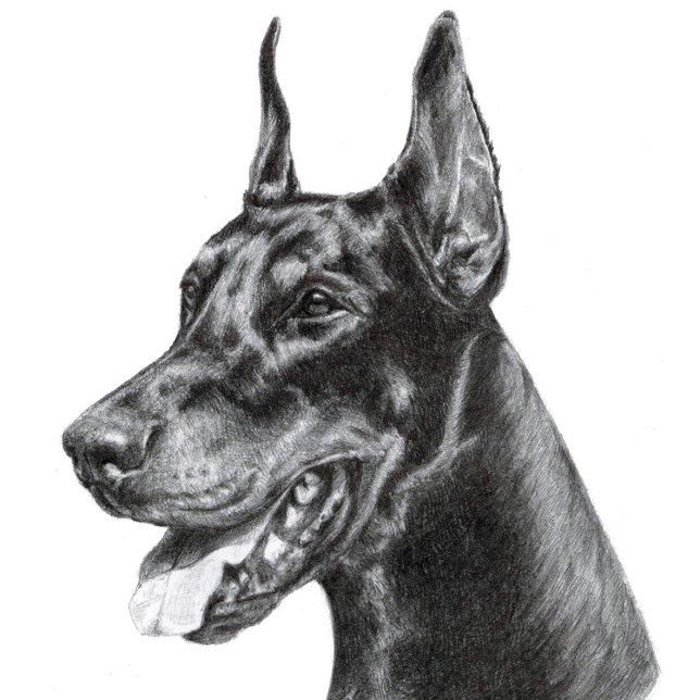 Carte Postale Dessin au crayon Doberman (Doberman Pencil Drawing
)