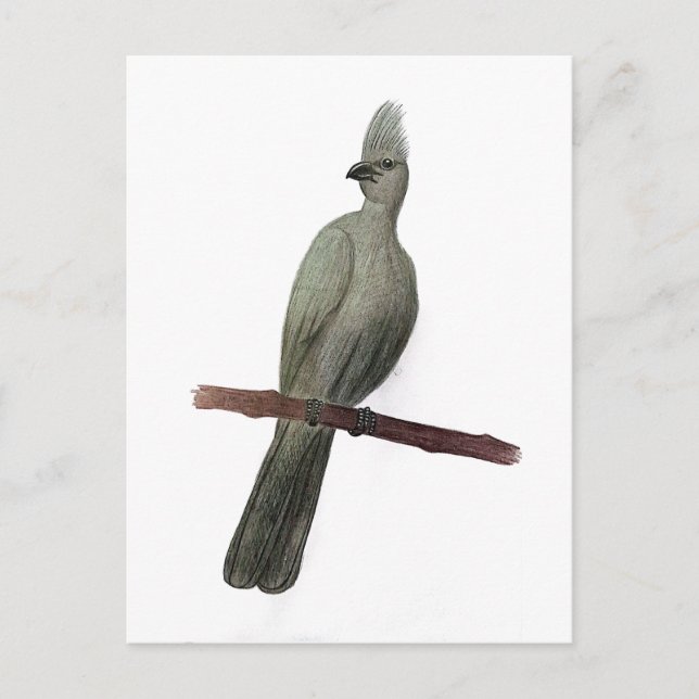 Carte Postale Dessin au crayon d'oiseau gris (Devant)