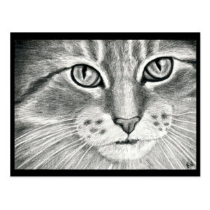 Carte Postale Dessin Au Crayon Mignon De Realisme D Art De Chat Zazzle Fr